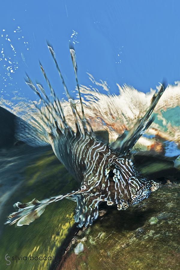 Silvia Boccato - Unterwater Wildlife SBO3