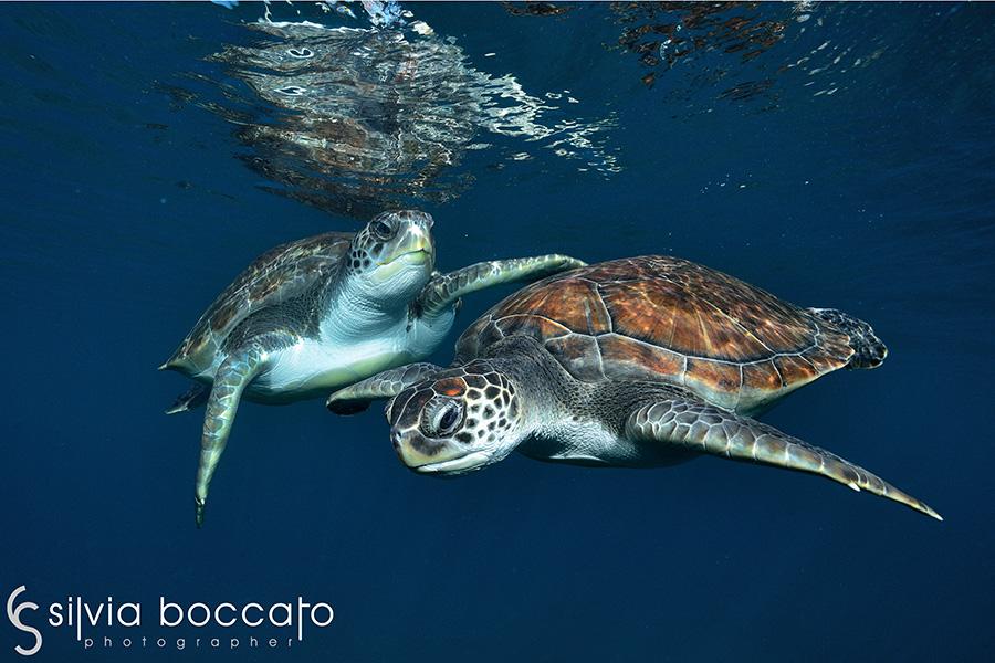 Silvia Boccato - Unterwater Wildlife SBO6