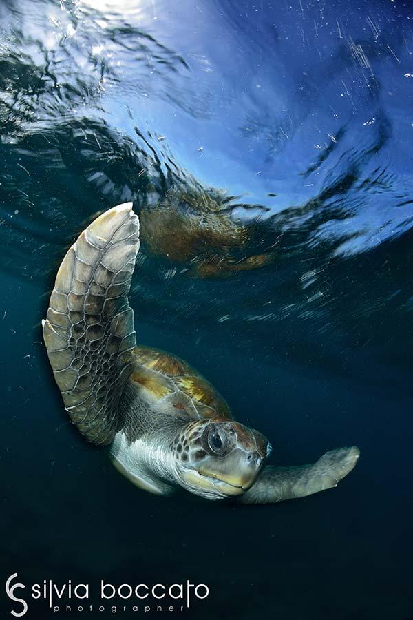 Silvia Boccato - Unterwater Wildlife SBO8